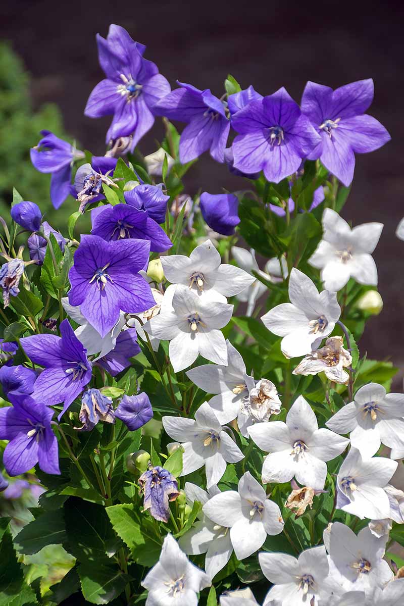 White-and-Blue-Balloon-Flowers-Growing-in-the-Garden