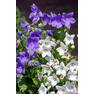 White-and-Blue-Balloon-Flowers-Growing-in-the-Garden