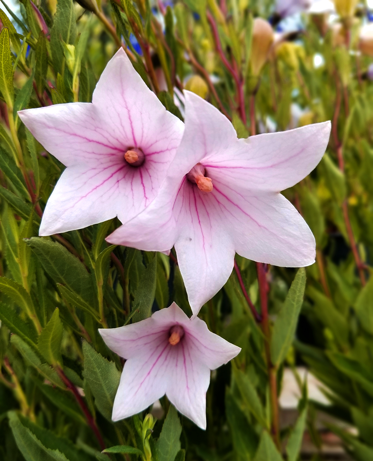 balloon-flower-fuji-pink