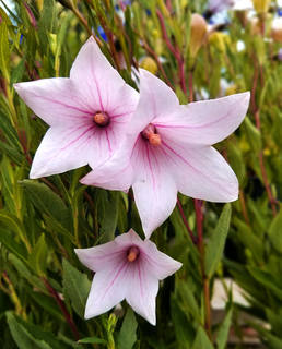 balloon-flower-fuji-pink