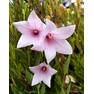 balloon-flower-fuji-pink