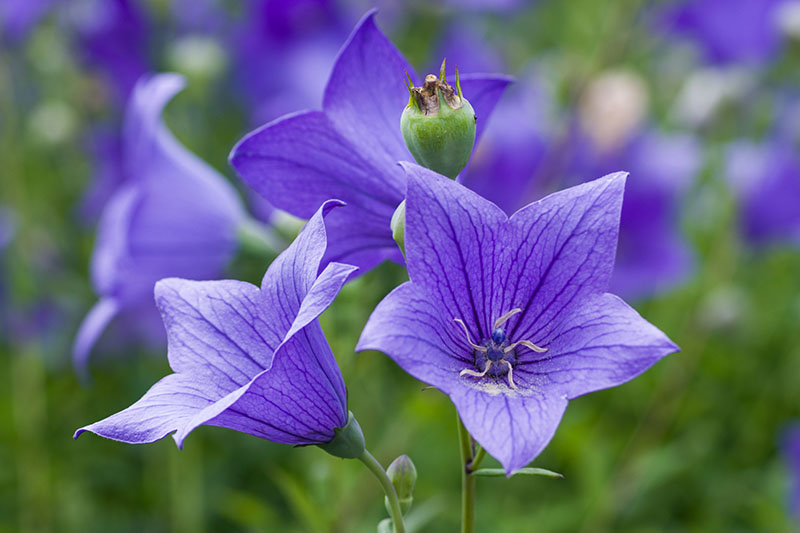 Blue-Balloon-Flowers-in-the-Summer-Garden