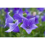 Blue-Balloon-Flowers-in-the-Summer-Garden