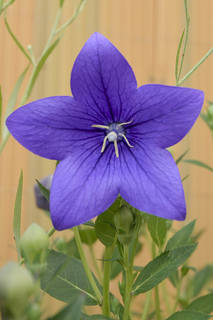 Balloon-Flower-Growing-in-the-Garden