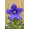 Balloon-Flower-Growing-in-the-Garden