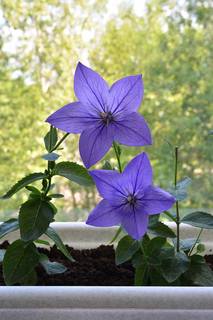 Balloon-Flowers-Growing-in-a-Container