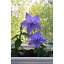 Balloon-Flowers-Growing-in-a-Container
