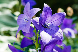 Blue-Balloon-Flowers-in-the-Sunshine