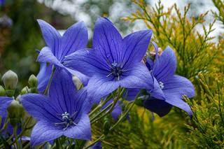 Blue-Balloon-Flowers-Growing-in-the-Garden