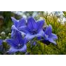 Blue-Balloon-Flowers-Growing-in-the-Garden