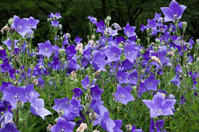 Balloon-Flowers-Growing-in-the-Garden