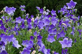 Balloon-Flowers-Growing-in-the-Garden