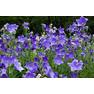 Balloon-Flowers-Growing-in-the-Garden