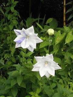 kikyo-platycodon-grandiflorum-a-dc-white-flowers-purple