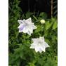 kikyo-platycodon-grandiflorum-a-dc-white-flowers-purple