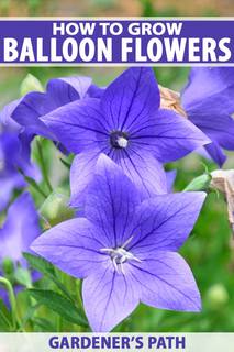 How-to-Grow-Balloon-Flowers-Pin-2