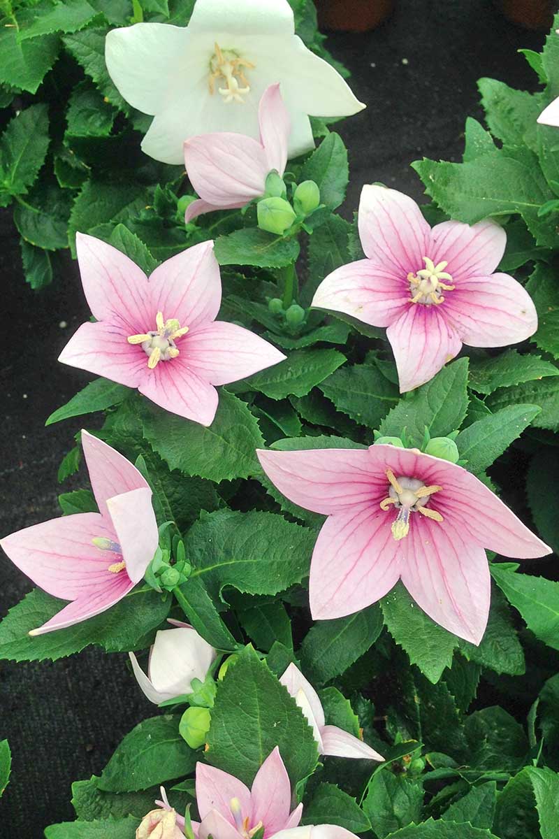 Pink-Balloon-Flowers-Growing-in-the-Garden