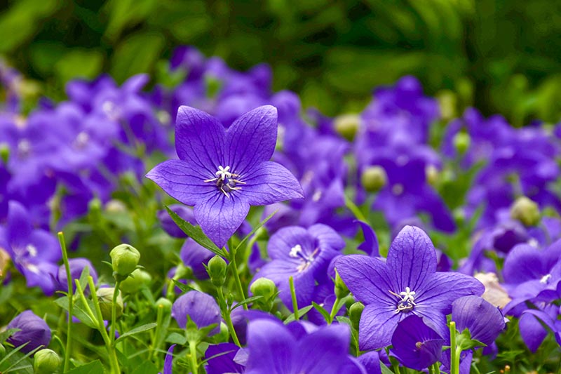 Growing-Balloon-Flowers-in-the-Garden