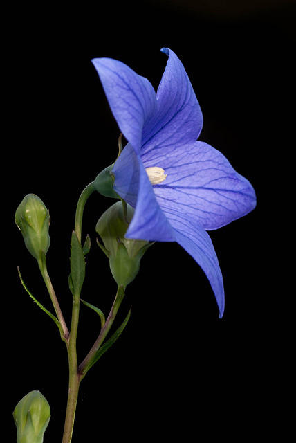 Purple-Balloon-Flower-Black-Background-Ohio