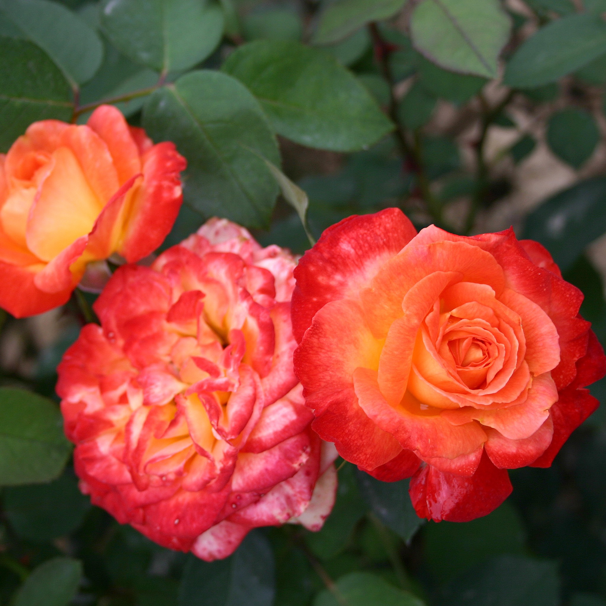 Роза Пигаль 85