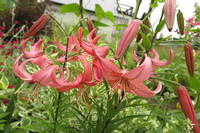 VFL.RU - ваш фотохостинг