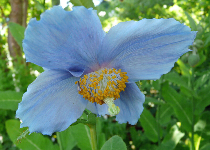 222Blue Himalayan Poppy