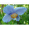 222Blue Himalayan Poppy