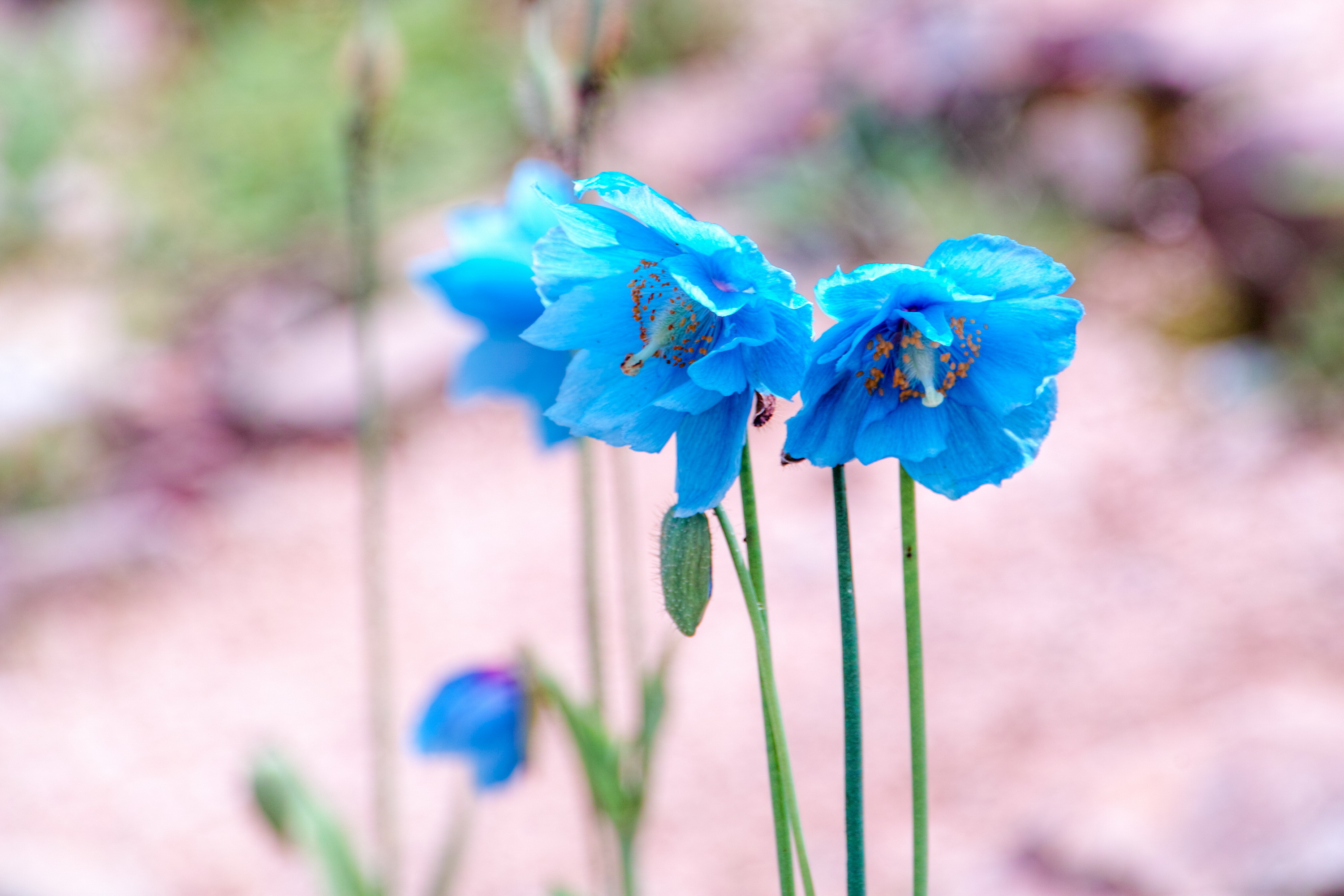 cvety-golubye-meconopsis