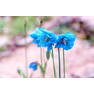 cvety-golubye-meconopsis