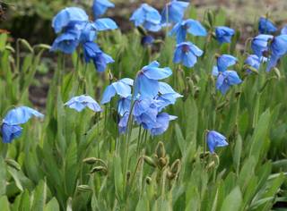 goluboe-tibetskoe-solnce-mekonopsis-4.orig