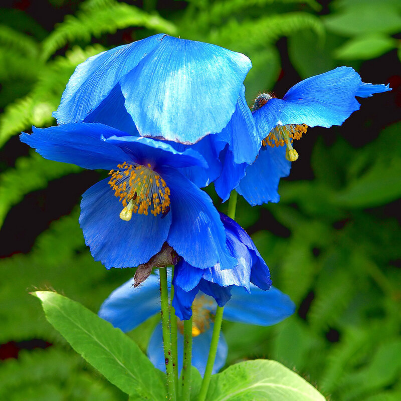 Flowers of a blue poppy.
