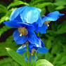 Flowers of a blue poppy.