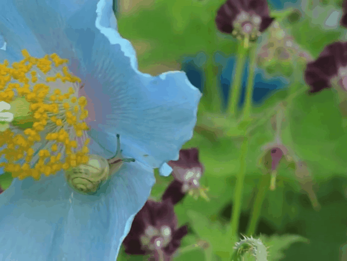 Meconopsis betonicifolia, The Himalayan Blue Poppy, Blauer Tibet-Scheinmohn,garden flo 2rs