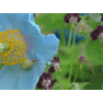 Meconopsis betonicifolia, The Himalayan Blue Poppy, Blauer Tibet-Scheinmohn,garden flo 2rs