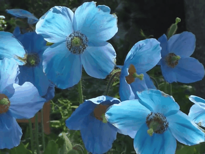 Meconopsis betonicifolia, The Himalayan Blue Poppy, Blauer Tibet-Scheinmohn,garden flowers