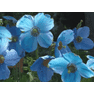 Meconopsis betonicifolia, The Himalayan Blue Poppy, Blauer Tibet-Scheinmohn,garden flowers