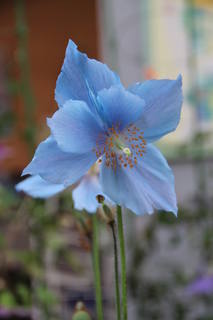 Meconopsis grandis 1