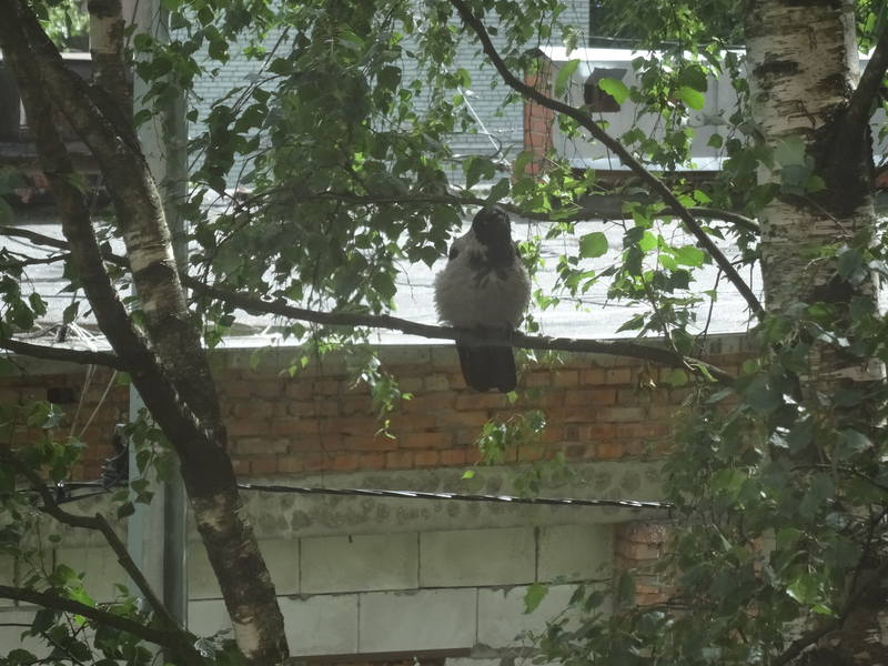 Вечерний Питер