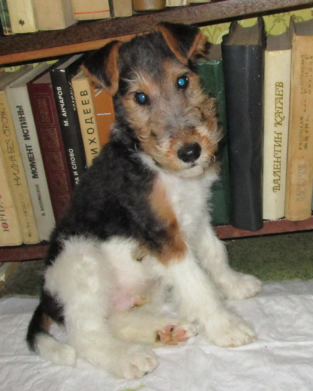 Первые полчаса