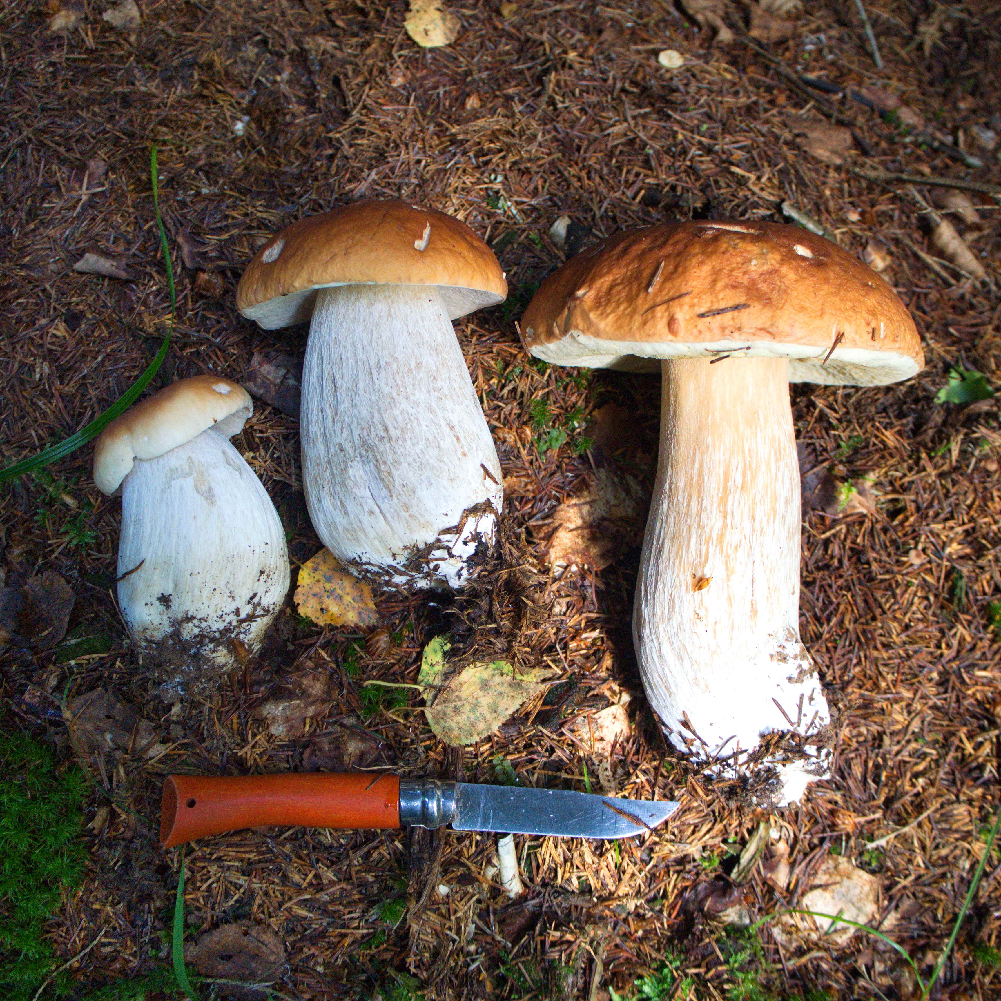 Белый гриб опасный двойник