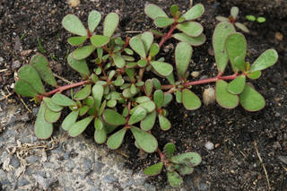 portulacaoleracea