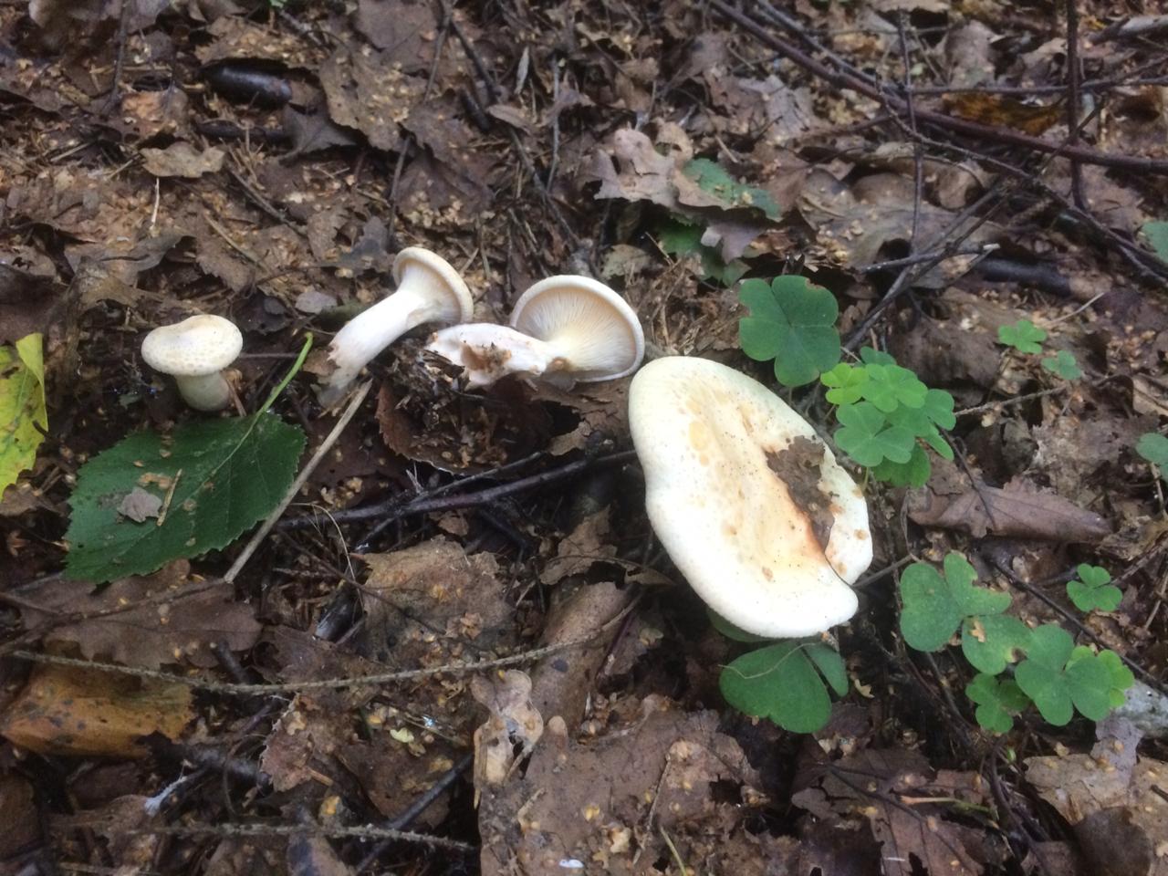 Пахучие грибы Геншин