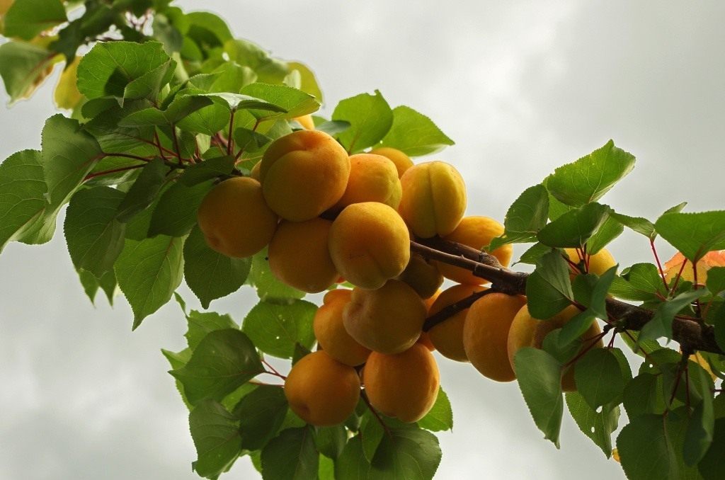 Apricot-2