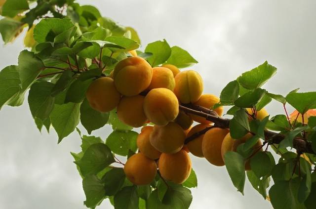 Apricot-2