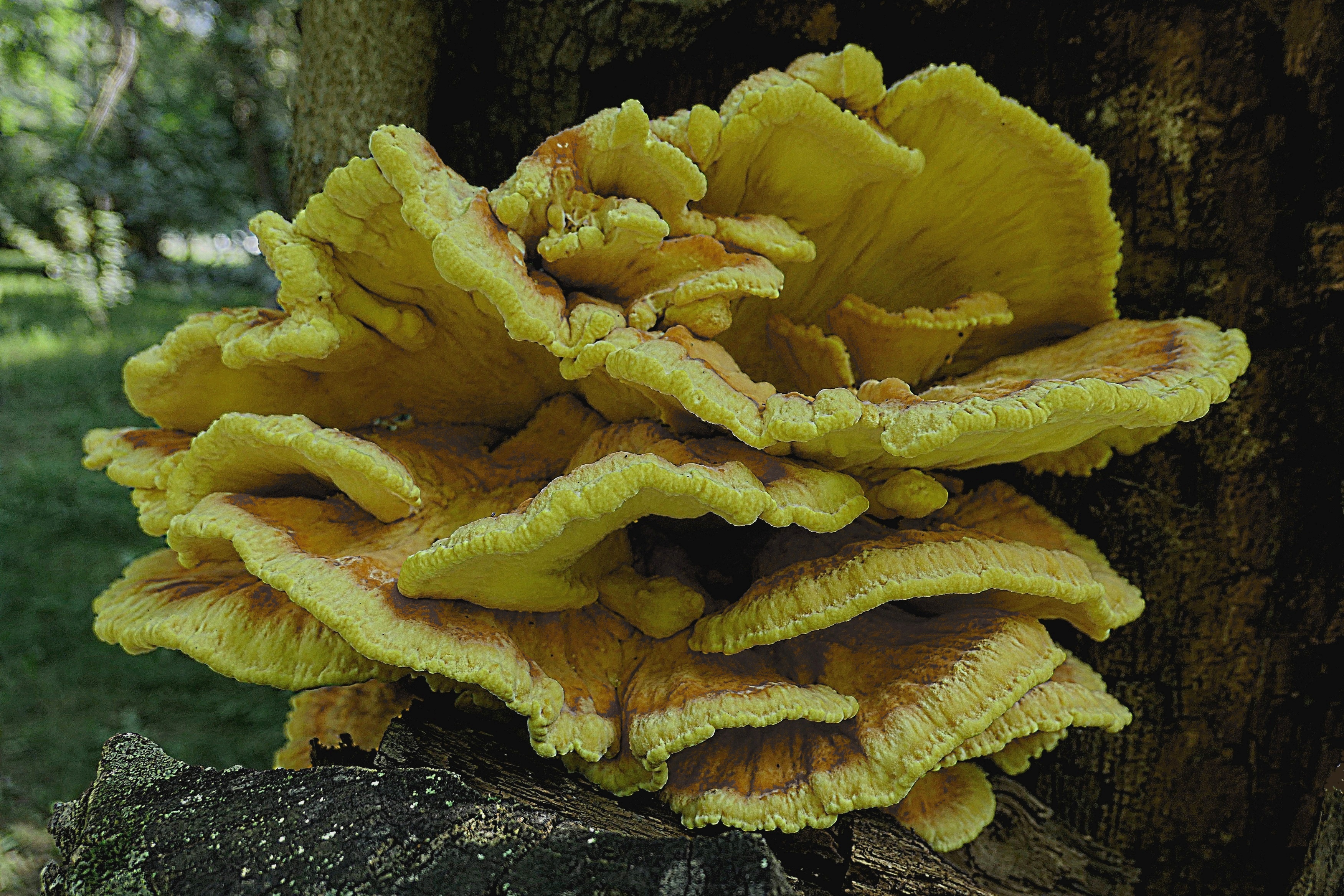 Древесный гриб величиной около 40 см в сквере у ст. метро Университет. Фото Морошкина В.В.