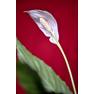 Спатифиллум Уоллиса - Spathiphyllum Wallisii