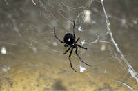 Western-Black-Widow-Web