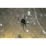 Western-Black-Widow-Web