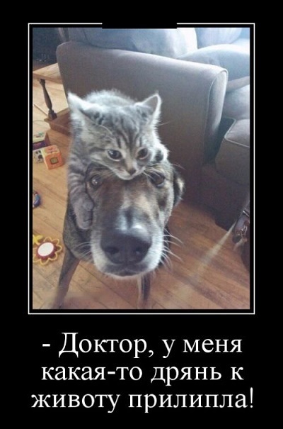 klassnyj-zabavnyj-demotivator-6