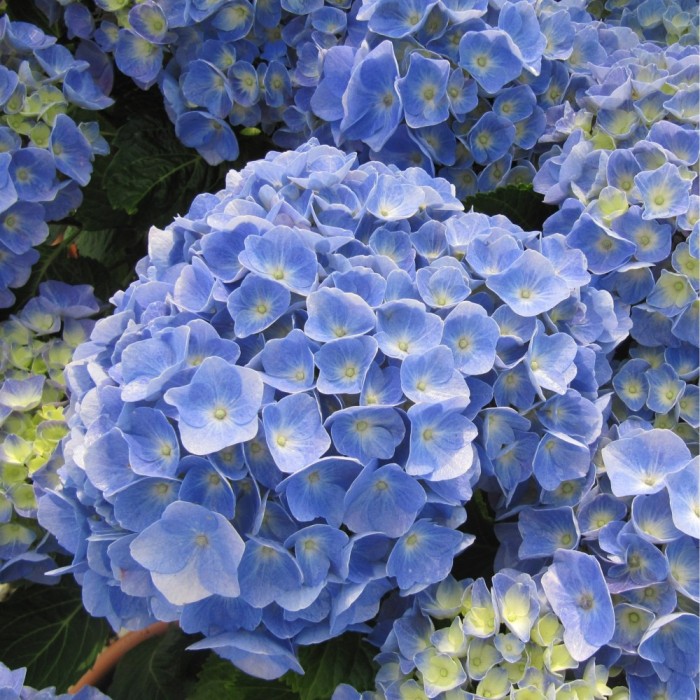 Гортензия крупнолистная Боденси